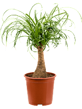 Нолина (Бокарнея) мини-штамб Арт: 4BERERS20