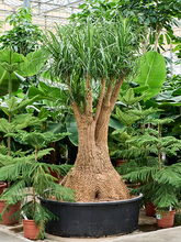 Нолина (Бокарнея) мини-штамб Арт: 4BEREV113