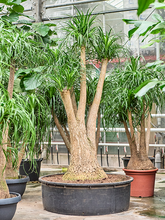 Нолина (Бокарнея) мини-штамб Арт: 4BEREV600