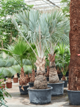 Бисмаркия благородная (Нобилис) Арт: 4BINORS06