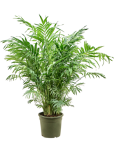 Хамедорея изящная (Элеганс) Арт: 4CHELBU26