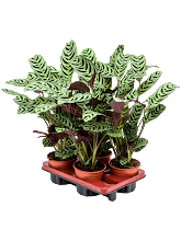 Ктенанта Амабилис (приятная) Арт: 4CTABBU14