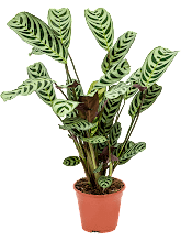 Ктенанта Амабилис (приятная) Арт: 4CTABBU14 1