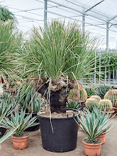 Дасилирайон срратифолиум Арт: 4DASEVT50