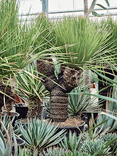 Дасилирайон срратифолиум Арт: 4DASEVT50 1