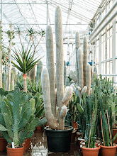 Эспостоа ланата Арт: 4ESLAKK50