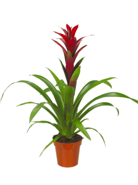 Гузмания Свитч бордовая Арт: 4GUZSBP12