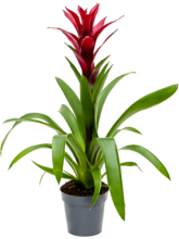 Гузмания Свитч бордовая Арт: 4GUZSBP12 1