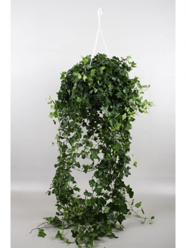 Плющ обыкновенный Хедера Вандер Арт: 4HEWOHA24