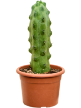 миртиллоМикс фукурокурюзинбоку Арт: 4MYFUKK20