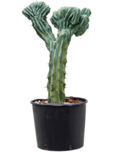 МиртиллоМикс геометрайзанс 'Црайстата' Арт: 4MYGCKK40