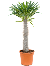 Пахиподиум Ламера (Мадагаскарская пальма) Арт: 4PALAKK98