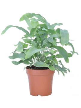 Флебодиум золотистый Блю Стар Арт: 4PHBSBU15