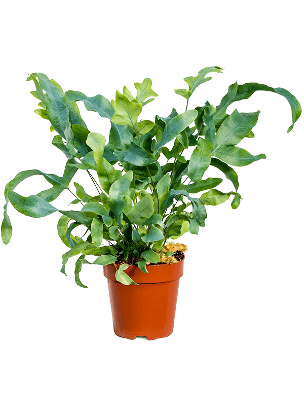 Флебодиум золотистый Блю Стар Арт: 4PHBSBU15 1