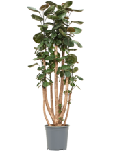 Аралия (полисциас) фабиан Арт: 4POFAVT16