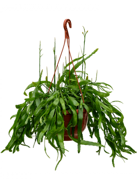 Рипсалис Рамулоза подвесной Арт: 4RHIRBU05