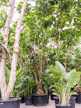 Шеффлера Амате Арт: 4SCAMVT02