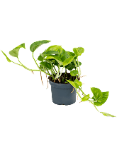 Сциндапсус (Епипремнум) 'Глобал Зел.' лоток 10 шт. Арт: 4SCGGHA12 1