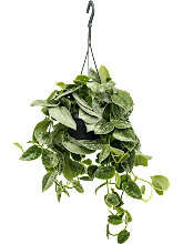 Сциндапсус Пиктус (расписной) Сильвер Анна подвесной Арт: 4SCPSHA14