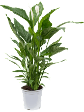 Спатифиллум Свит Себастьян Арт: 4SPSSBU05