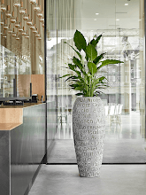 Спатифиллум Свит Себастьян Арт: 4SPSSBU05 1