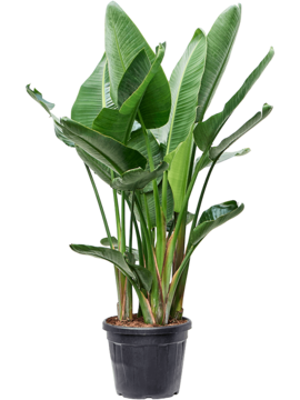 Стрелиция Николай Арт: 4STNIT008