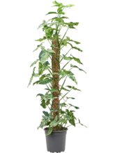 Сингониум моттлед 'Моджито' Арт: 4SYMMMK27