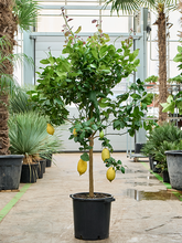 Цитрус лемон Арт: 5CILERS96