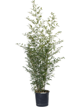 Листовник нигра Арт: 5PHNIBU30