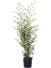 Листовник нигра Арт: 5PHNIBU30 1