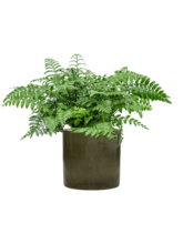 Асплениум (Костенец) Парвати Арт: 4ASPABU23 2