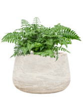 Асплениум (Костенец) Парвати Арт: 4ASPABU23 1