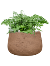 Асплениум (Костенец) Парвати Арт: 4ASPABU23 3