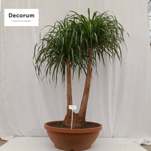 Нолина (Бокарнея) мини-штамб Арт: F00000653