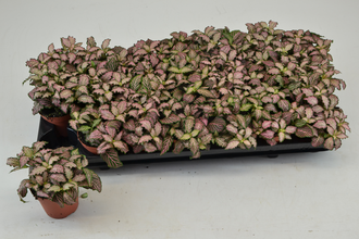 Фиттония Пинк Тигер Арт: F00000772