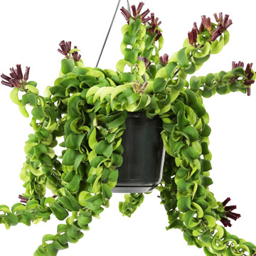 Эсхинантус твистер 15/40 см.