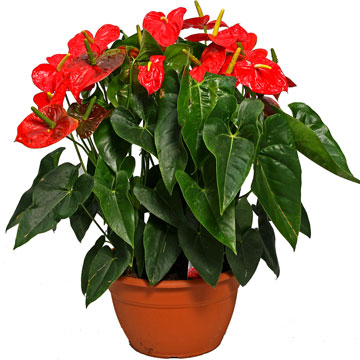 anthurium-andreanum-dakota