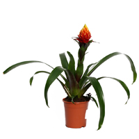 assorted-guzmania