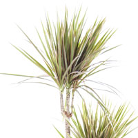 Драцена маргината Биколор: детали