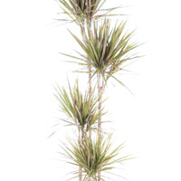 Драцена маргината Биколор: детали