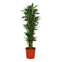 dracaena-janet-craig-roundabout-190cm-plant