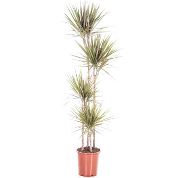 Драцена Биколор 4 ствола, 27/180 см.