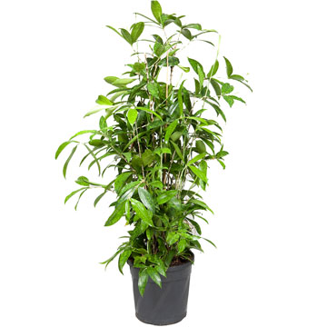 Драцена Суркулоза (сирцулоза) - Dracaena Surculosa