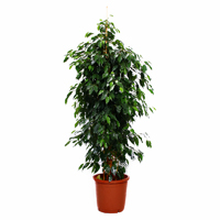 ficus-benjamina-daniel