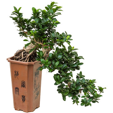 ficus-microcarpa-cassade-26-80