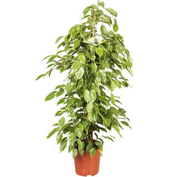 Фикус бенджамина Голден Кинг, 27/150 см.