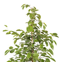 Фикус бенджамина Голден Кинг: детали