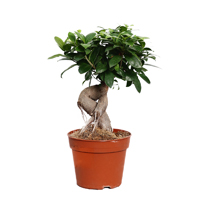 ficus-microcarpa-17-45cm-plant