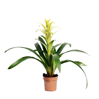 guzmania-diana-plant1