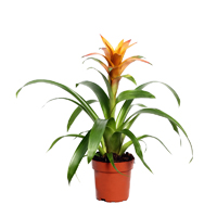 guzmania-jive-plant